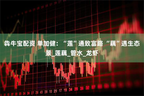 犇牛宝配资 单加健：“莲”通致富路 “藕”遇生态景_莲藕_管水_龙虾