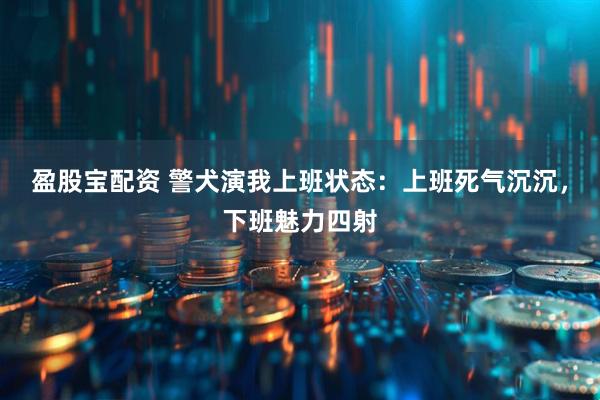 盈股宝配资 警犬演我上班状态：上班死气沉沉，下班魅力四射